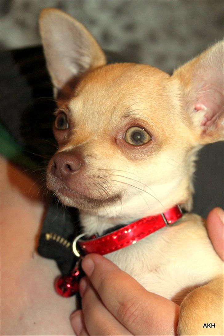 Chihuahua Noobie The Ninja billede 3