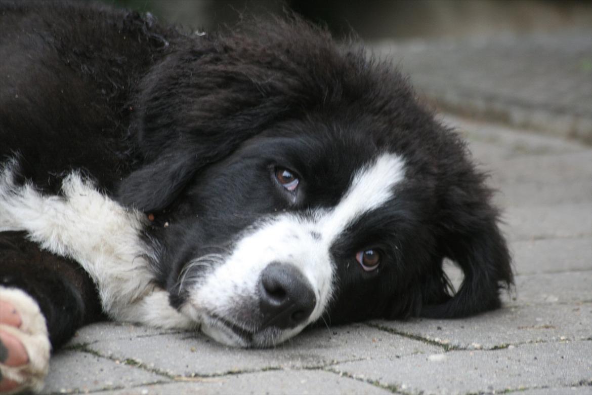 Blanding af racer || Walter || billede 6