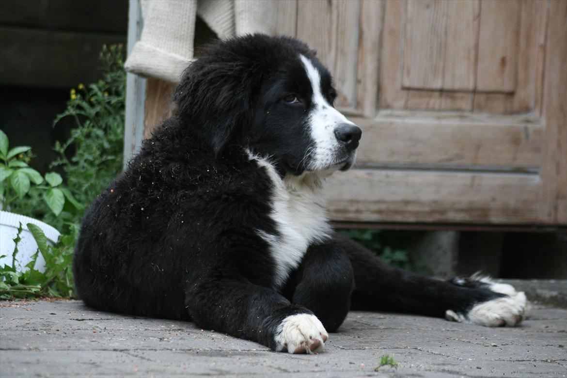 Blanding af racer || Walter || billede 7