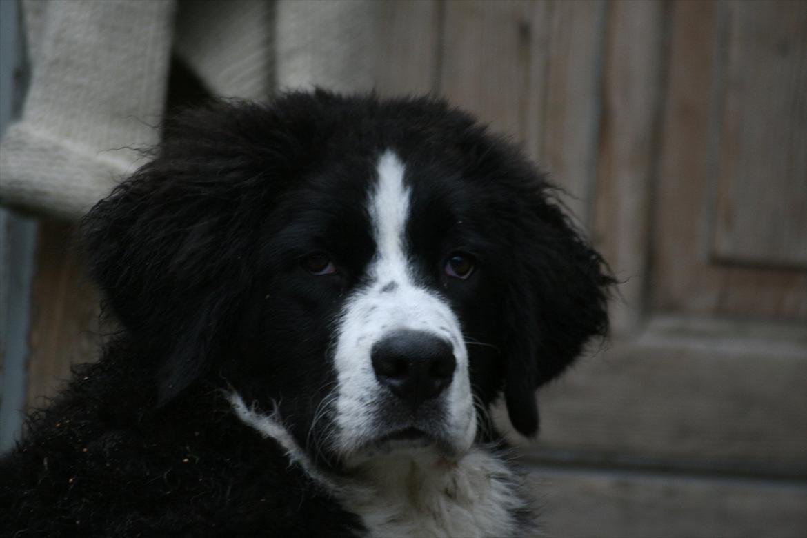 Blanding af racer || Walter || billede 8