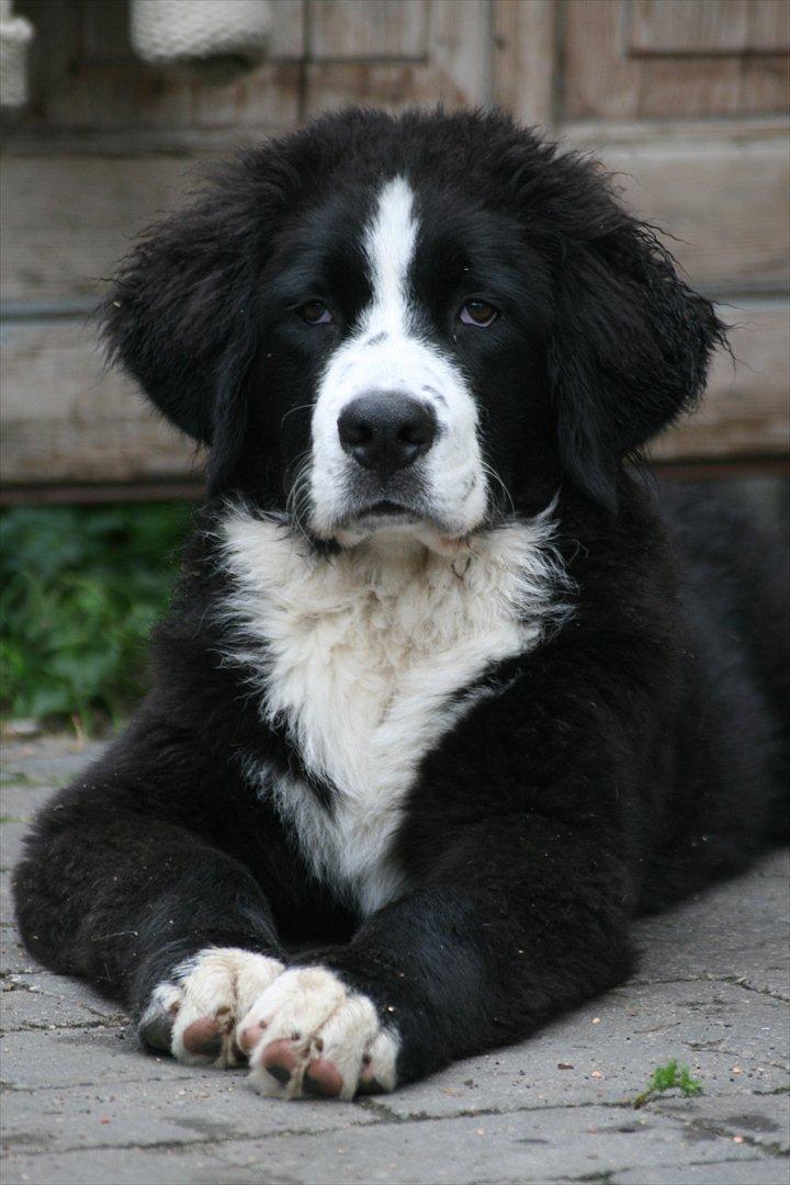 Blanding af racer || Walter || billede 9