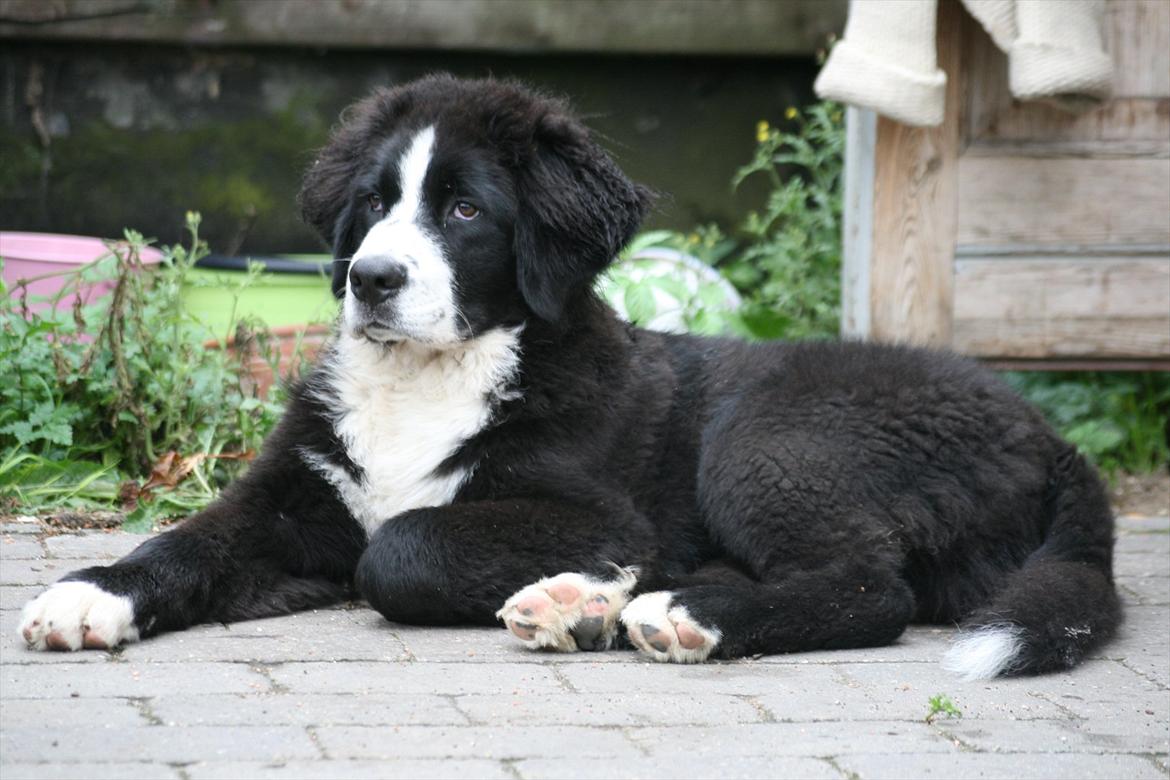 Blanding af racer || Walter || billede 10