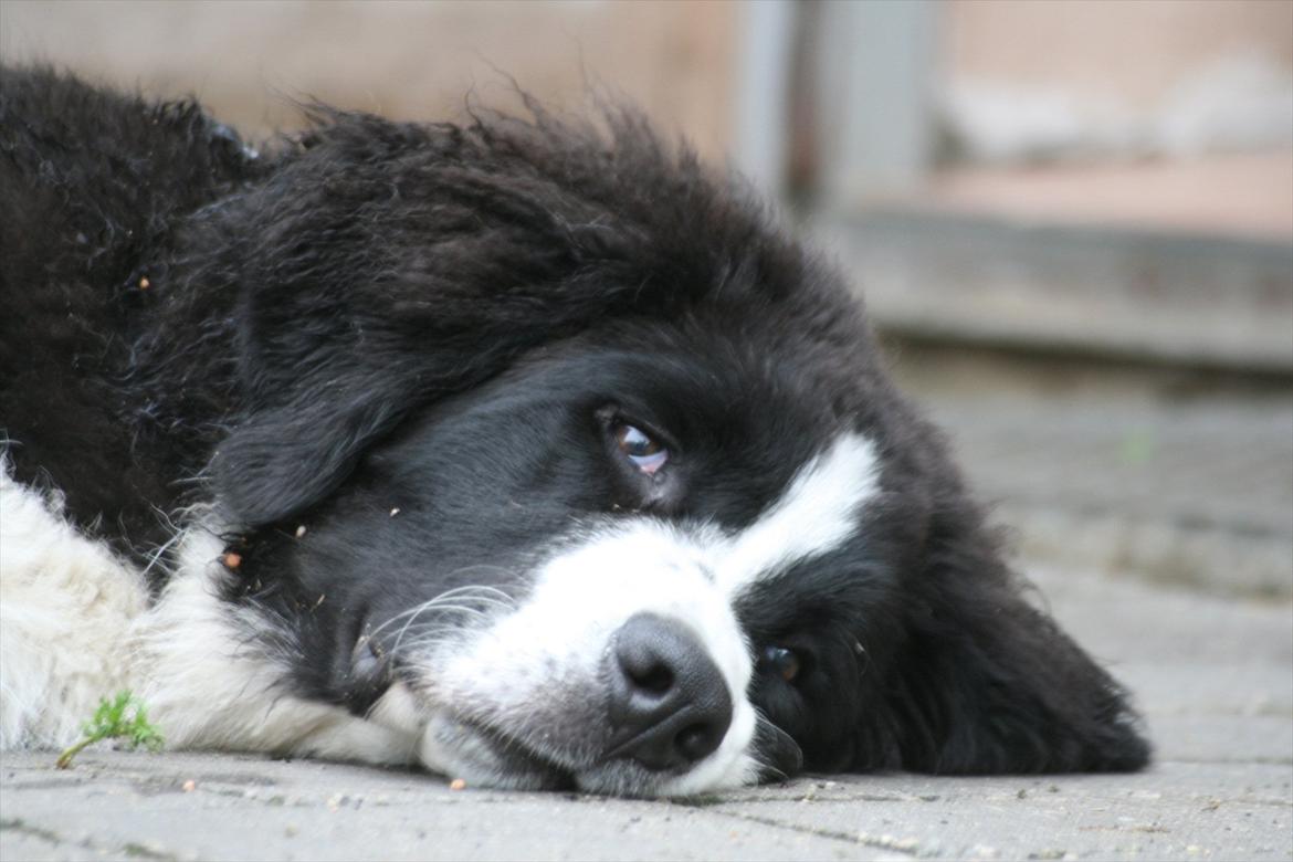 Blanding af racer || Walter || billede 11