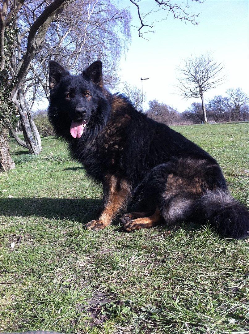 Schæferhund Fernando (Nano) - Der findes intet bedre end at komme med familien ud og fiske, syntes Nano :) billede 3