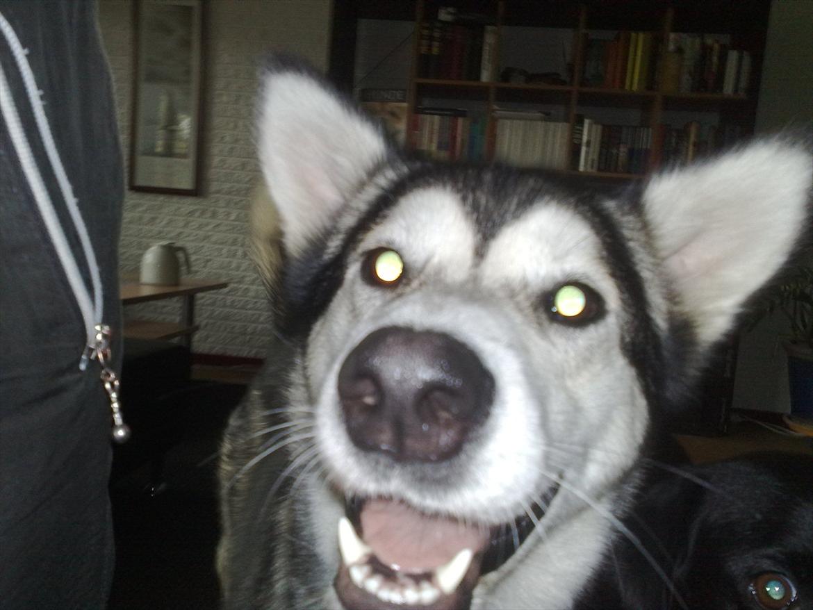 Siberian husky Shiba - Hey!!! Du skal ikke tage billeder af mig!! billede 3