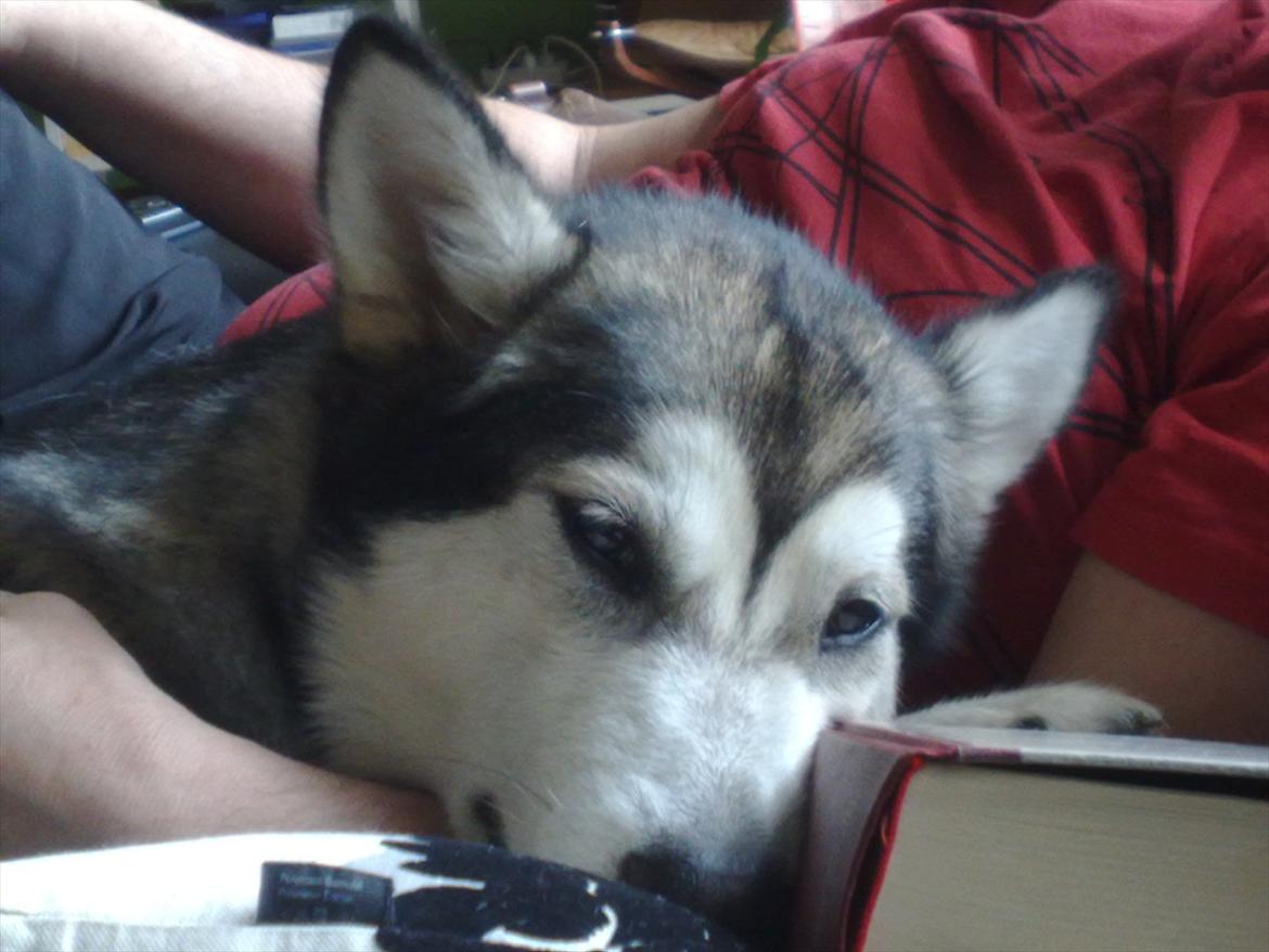 Siberian husky Shiba - Det er SÅ meget hygge at placere sig i sofaen billede 4