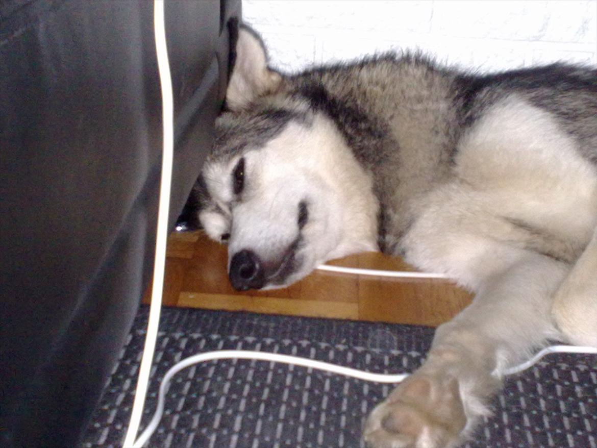 Siberian husky Shiba - Der er ikke plads!!! billede 6