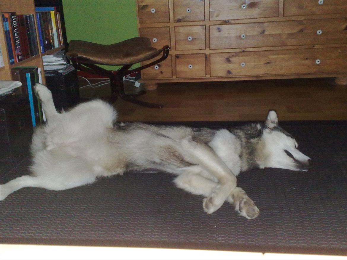 Siberian husky Shiba - Åååårg jeg er træt. billede 7