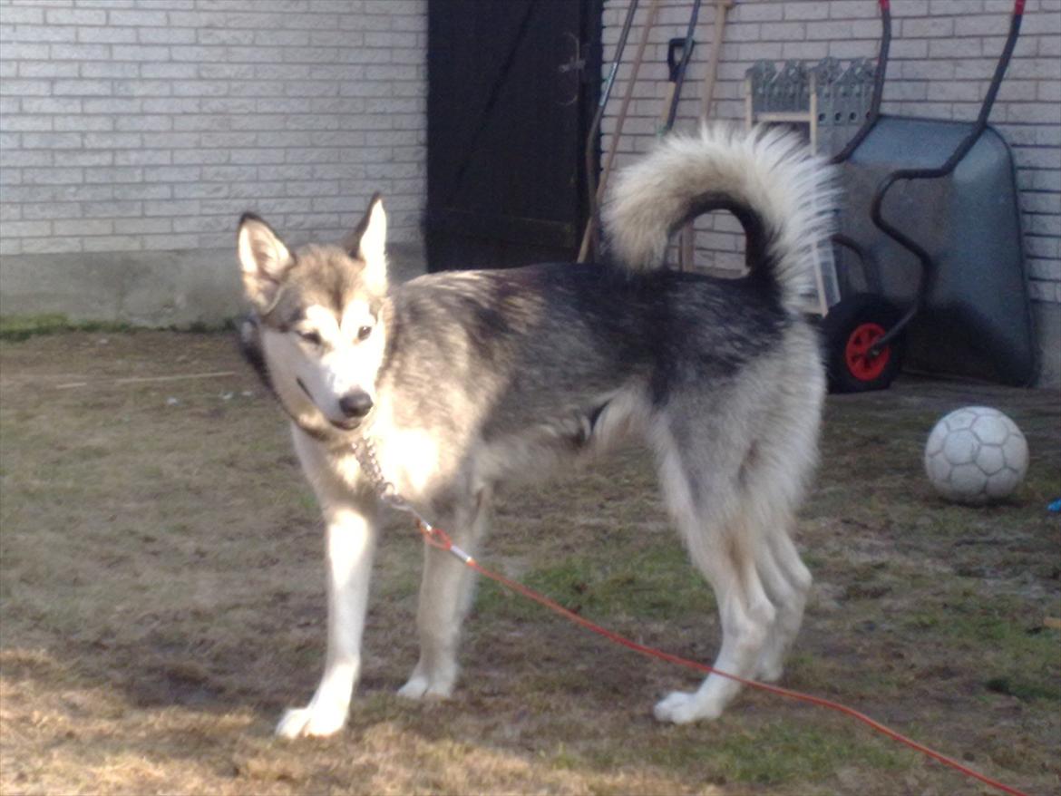 Siberian husky Shiba - Skyd nu bolden over til mig. billede 8
