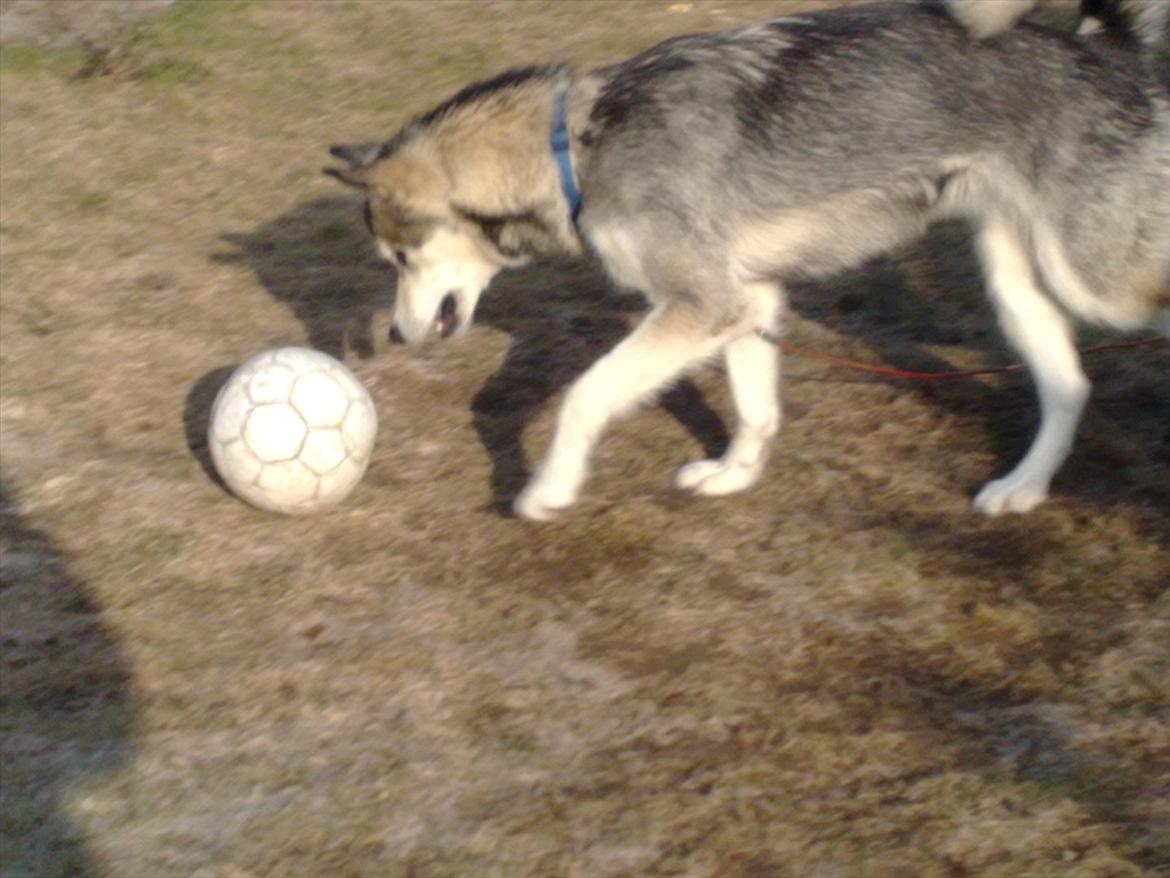 Siberian husky Shiba - Du min fodbold!!! billede 2