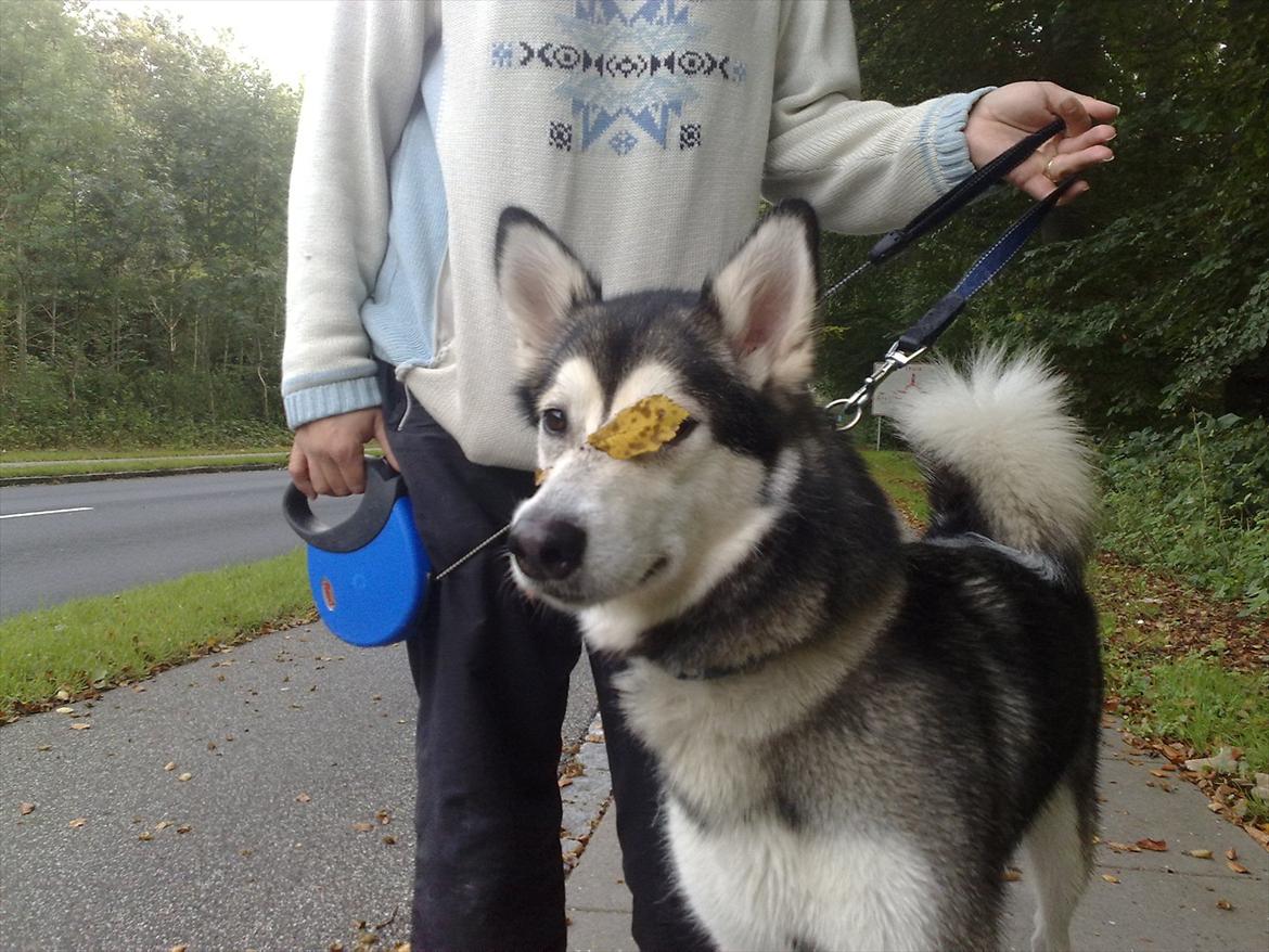 Siberian husky Shiba - Jeg er en sørøver, jeg mangler bare fuglen billede 10