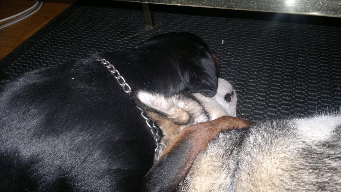 Rottweiler Aslan (Kiks) - Aslan og Shiba lægger og putter sammen billede 8