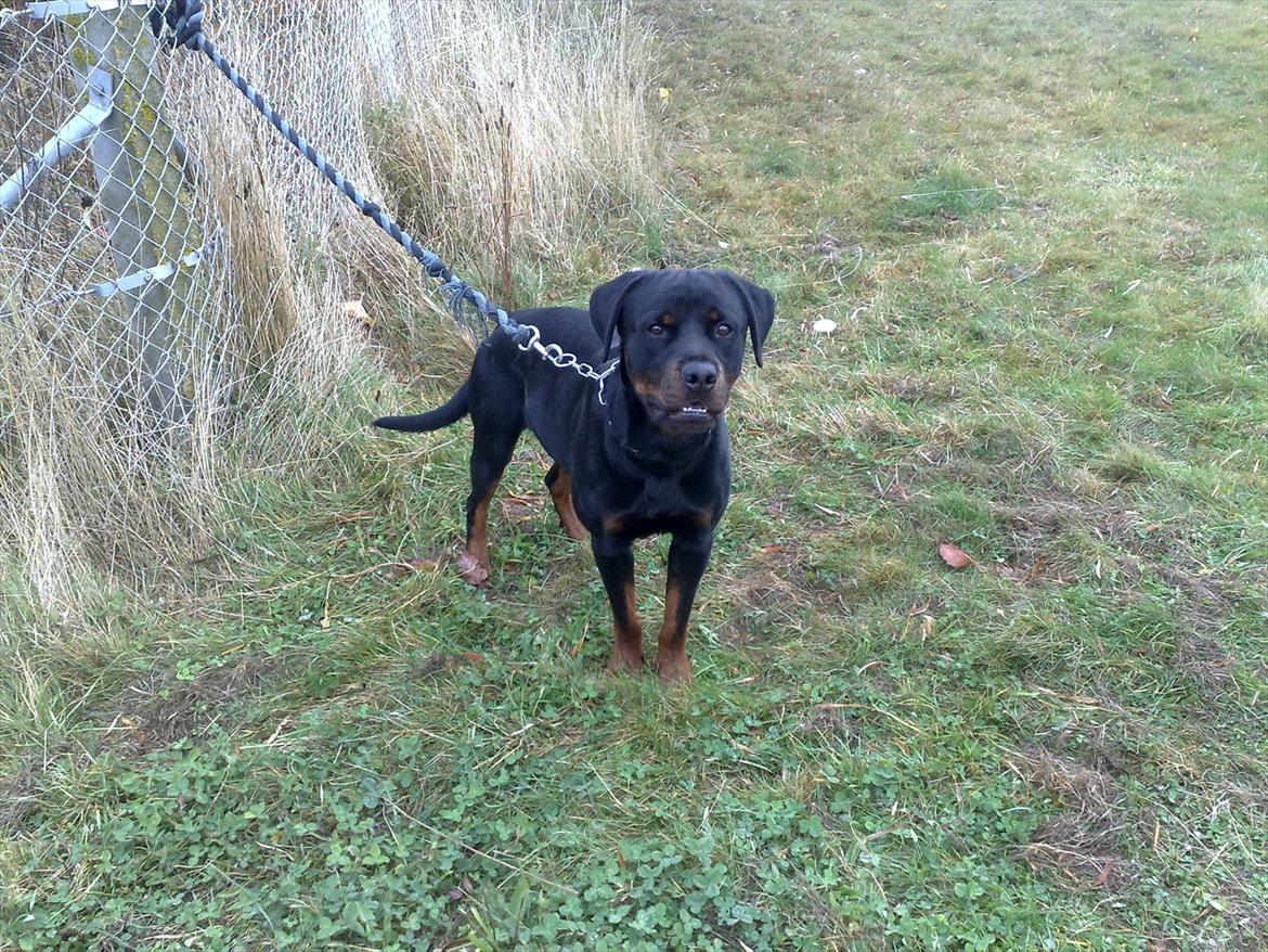 Rottweiler Aslan (Kiks) billede 9