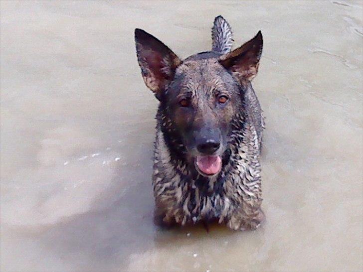 Schæferhund Tess - Jeg pjatter i vand og jeg elsker det bare. Der er intet bedre billede 2