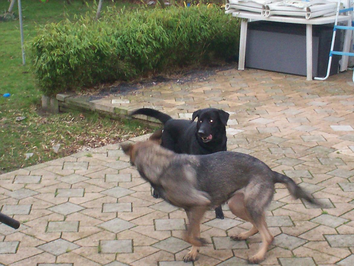 Schæferhund Tess - Årgh lege lege elsker at lege billede 3