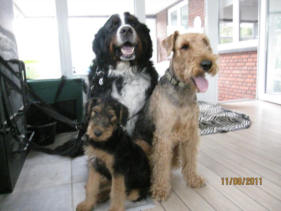 Airedale terrier Spicaway unbraced (Argo) - Så er vi 3 igen,vores nye lillebror Ozzi. billede 17