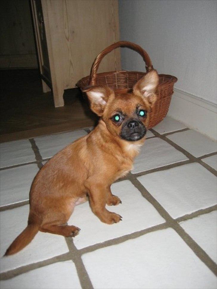 Blanding af racer Prins Richard II (Richie) billede 6