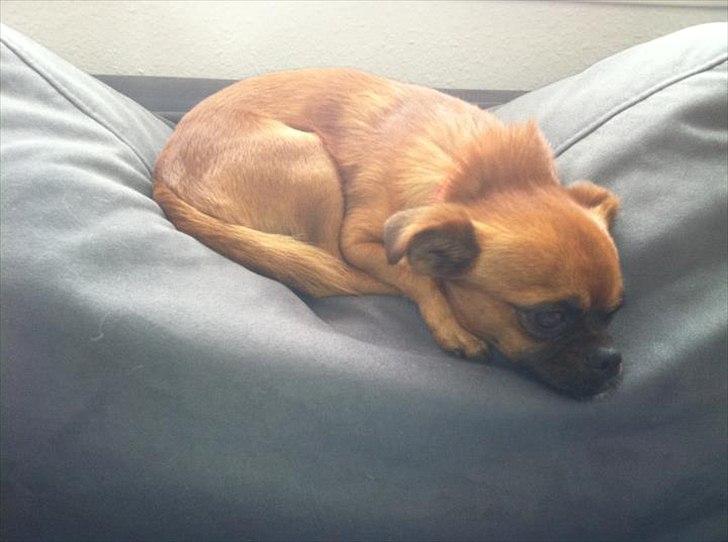 Blanding af racer Prins Richard II (Richie) billede 7