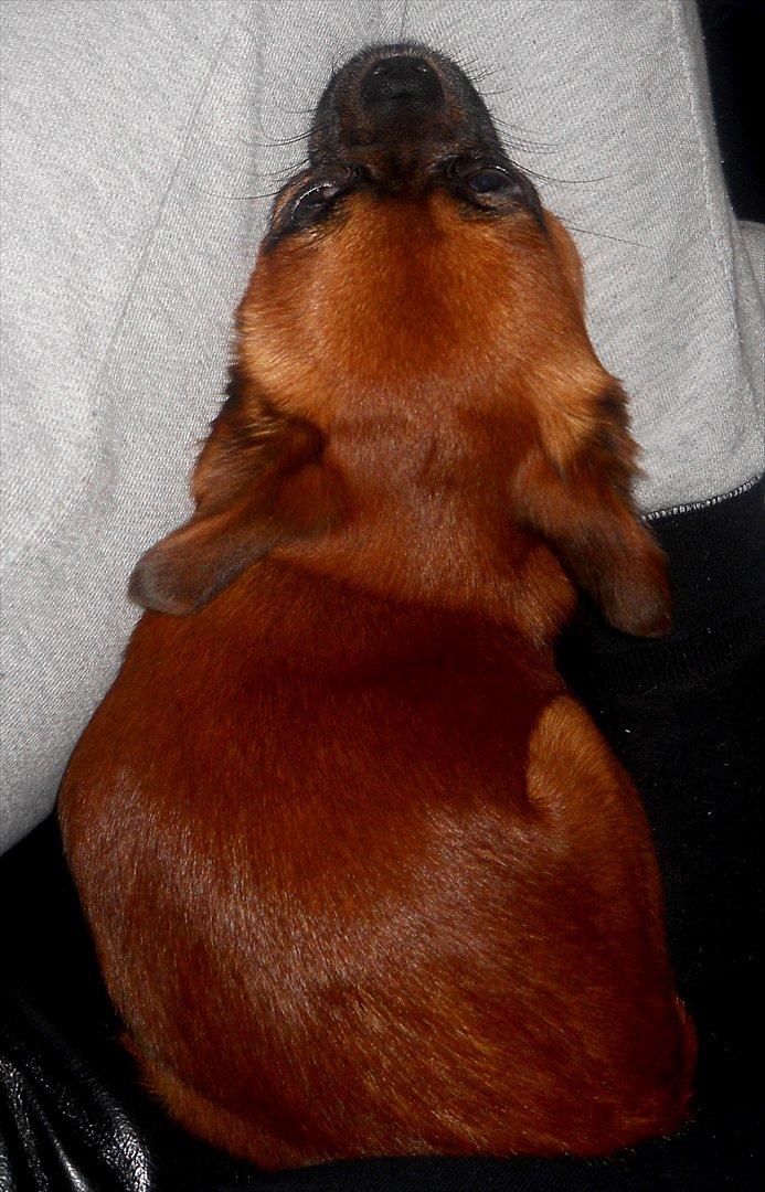 Blanding af racer Prins Richard II (Richie) billede 8