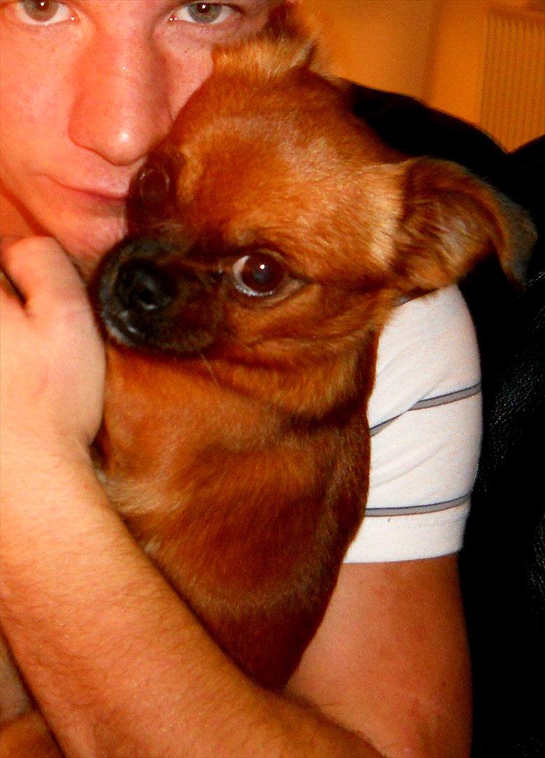 Blanding af racer Prins Richard II (Richie) billede 9