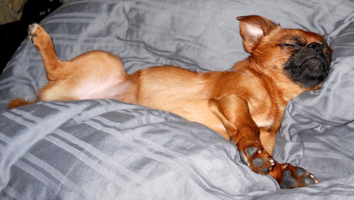 Blanding af racer Prins Richard II (Richie) billede 10