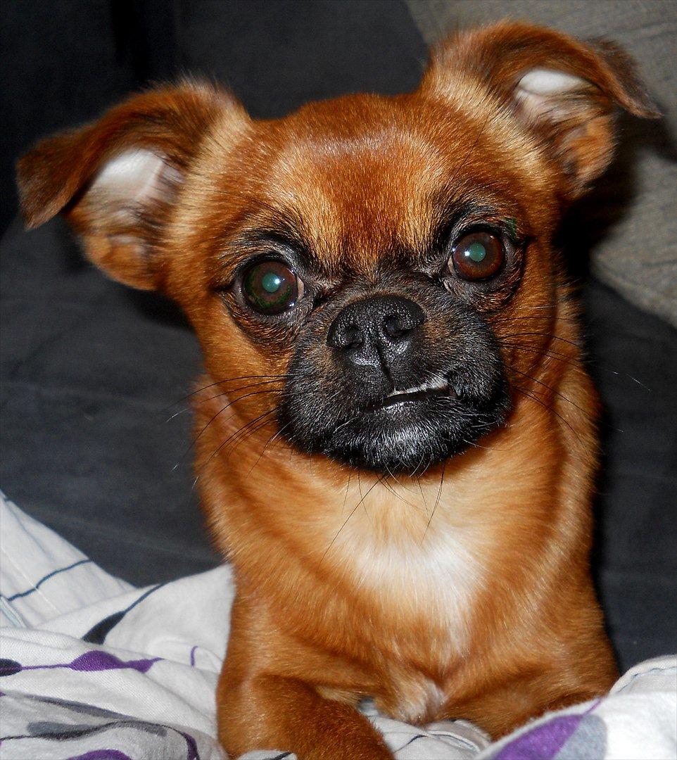 Blanding af racer Prins Richard II (Richie) billede 11