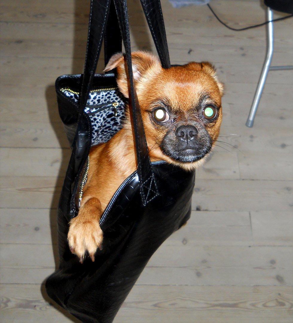 Blanding af racer Prins Richard II (Richie) billede 12