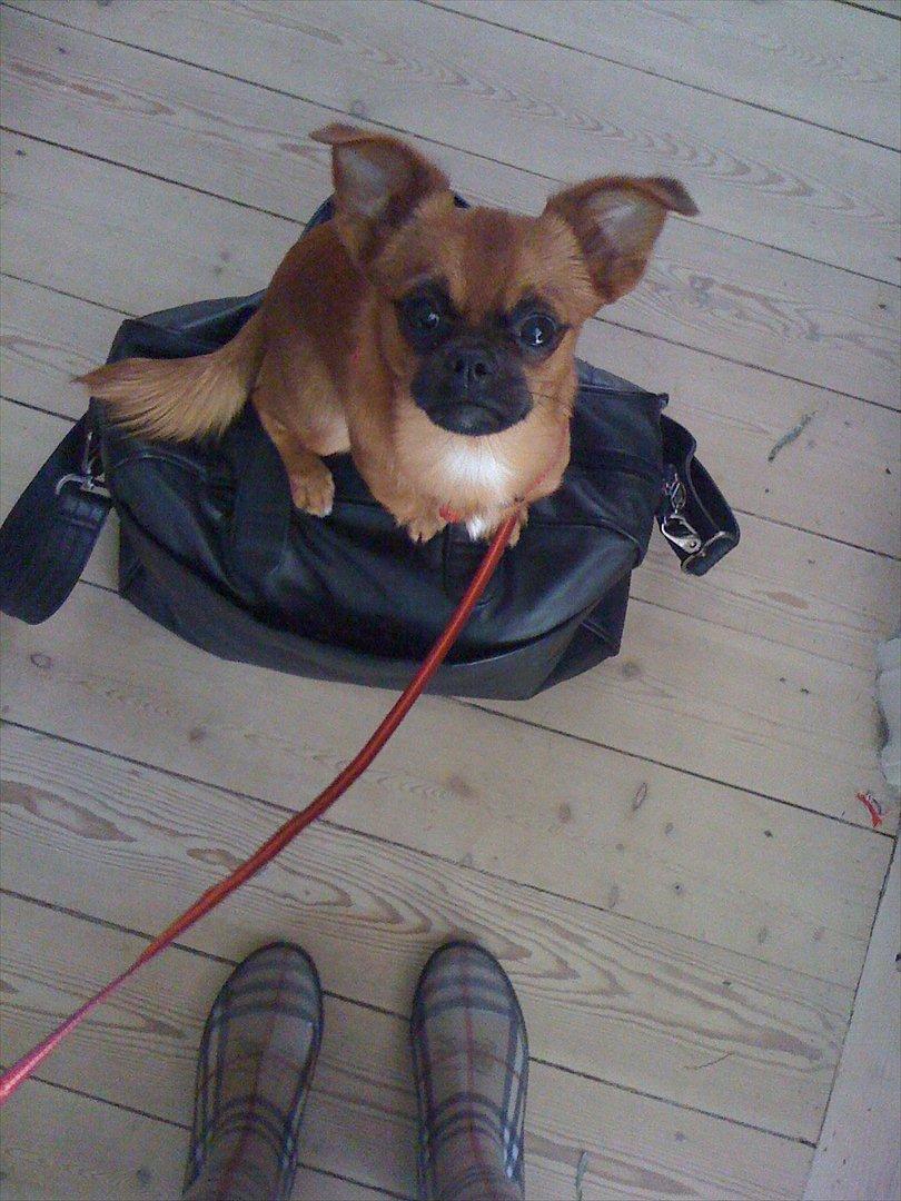 Blanding af racer Prins Richard II (Richie) billede 13