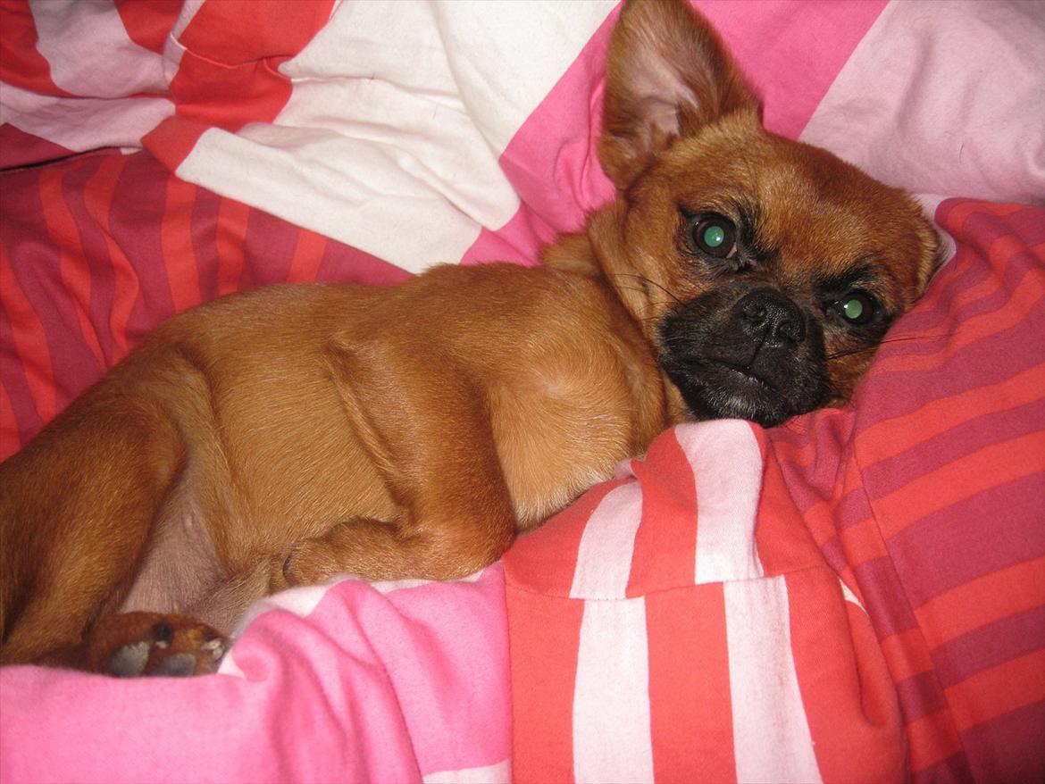 Blanding af racer Prins Richard II (Richie) billede 14