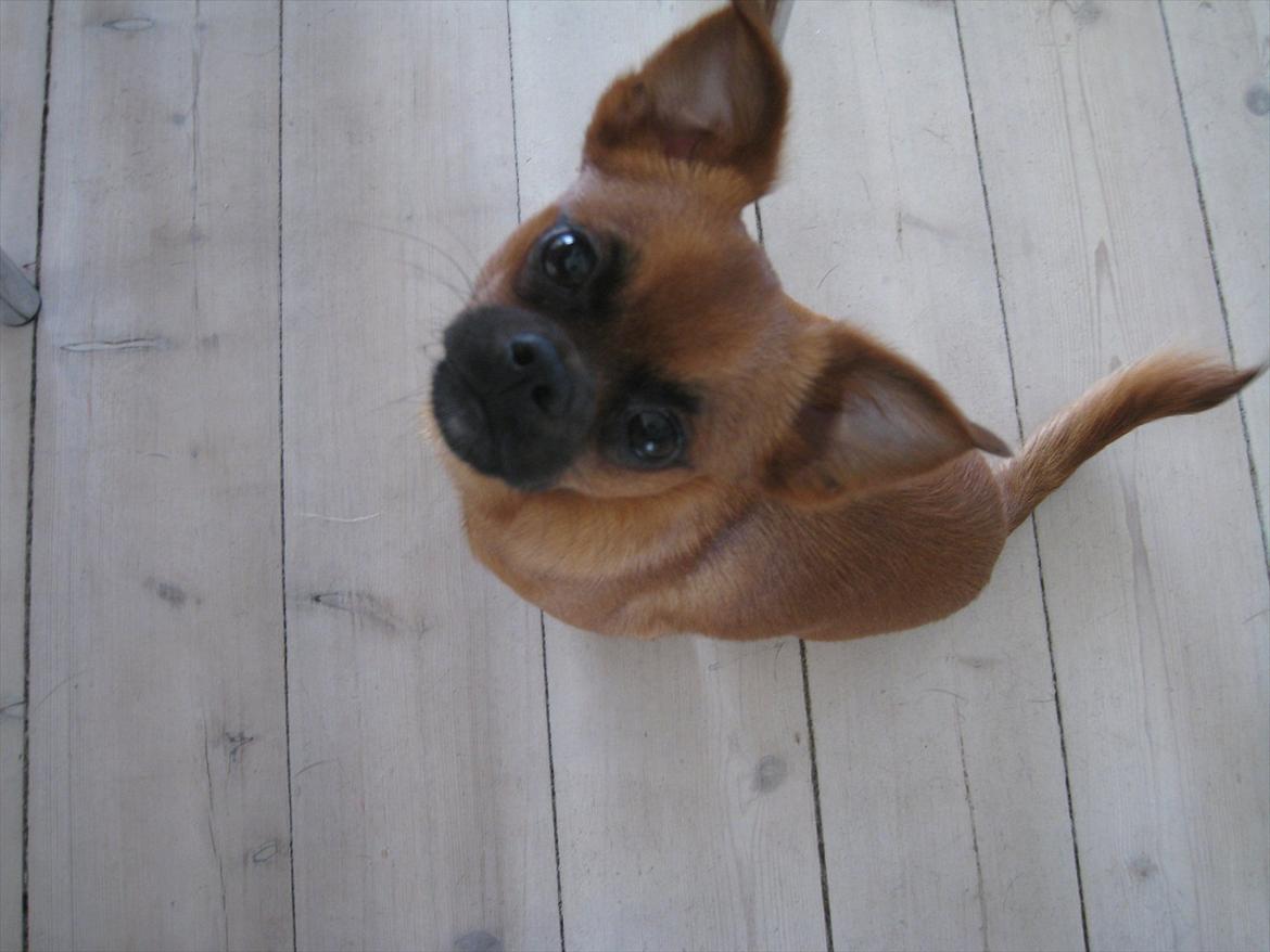 Blanding af racer Prins Richard II (Richie) billede 15