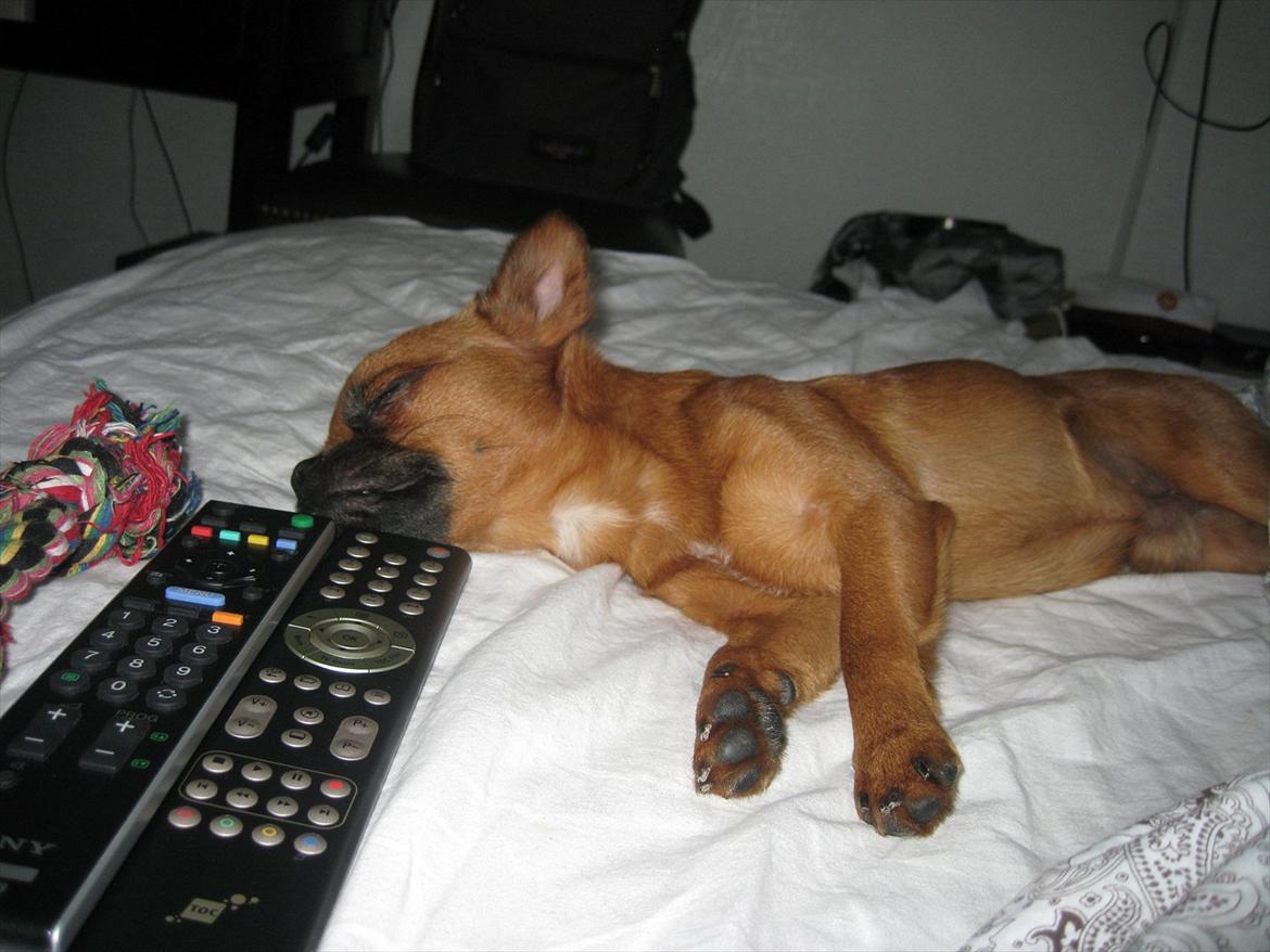 Blanding af racer Prins Richard II (Richie) billede 16