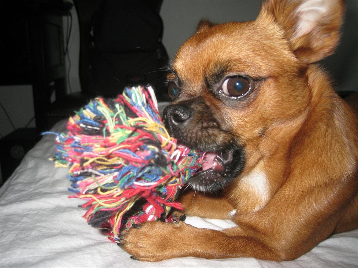 Blanding af racer Prins Richard II (Richie) billede 17