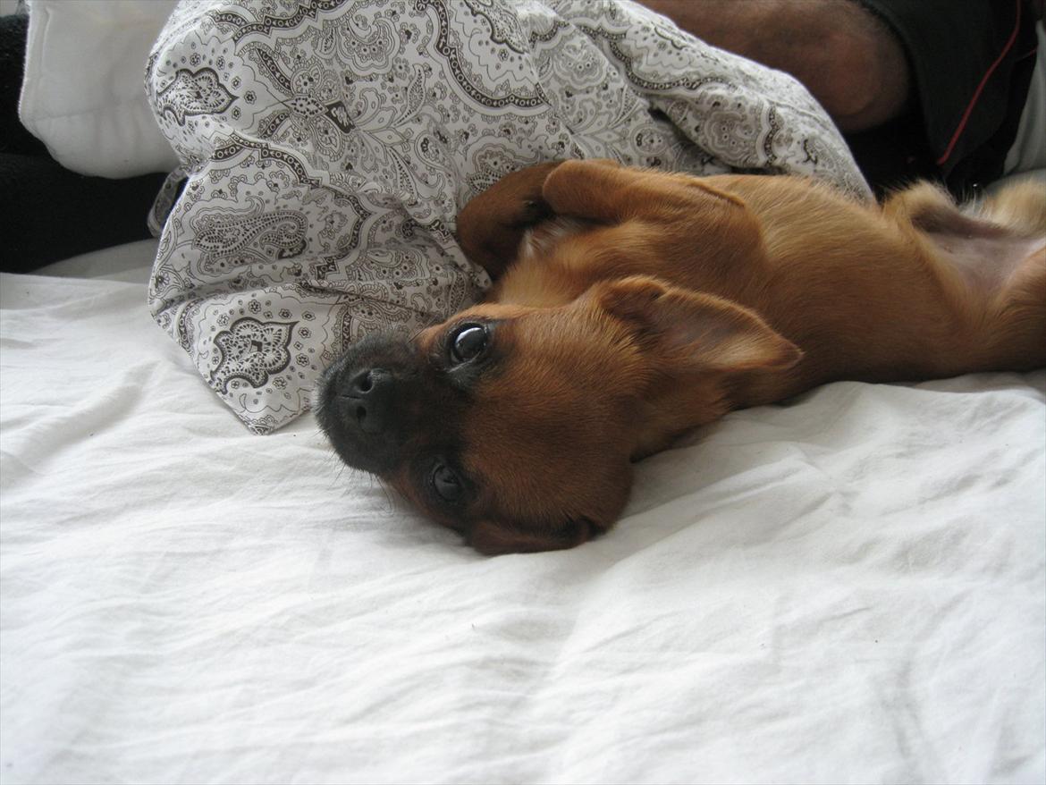 Blanding af racer Prins Richard II (Richie) billede 18