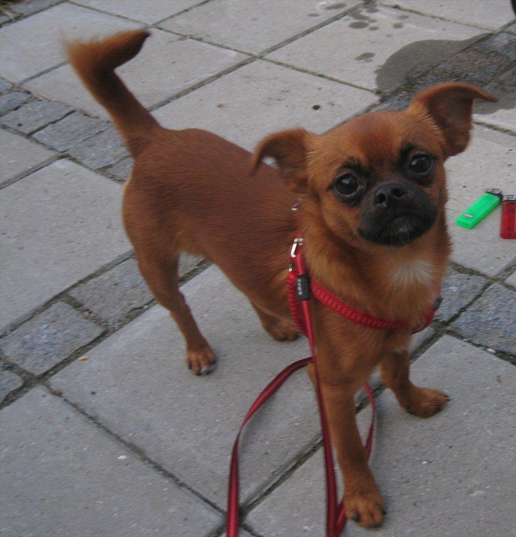 Blanding af racer Prins Richard II (Richie) billede 19