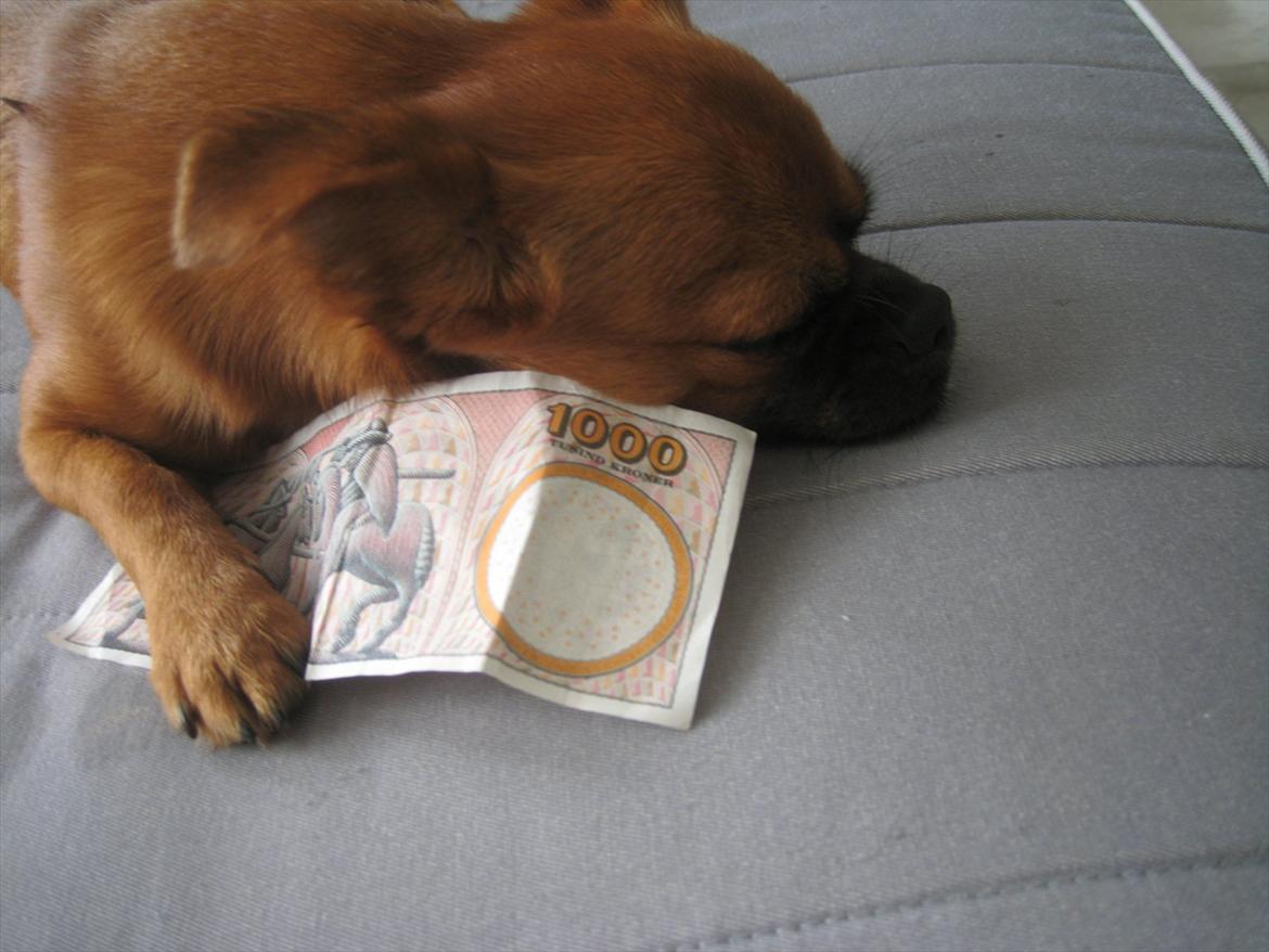 Blanding af racer Prins Richard II (Richie) billede 20