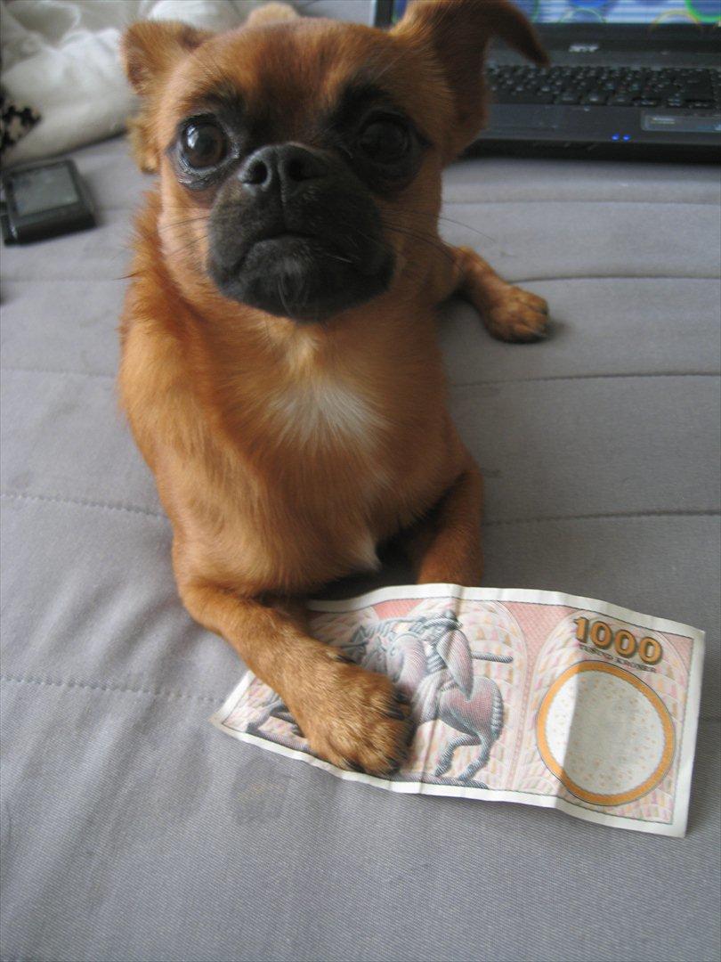 Blanding af racer Prins Richard II (Richie) billede 1