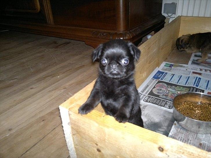 Griffon petit brabancon Paulus - I hvalpekassen hjemme hos sælger.. billede 4