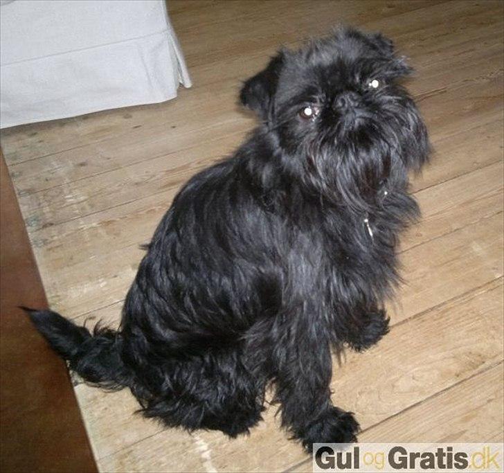 Griffon petit brabancon Paulus - Paulus' far.. billede 2