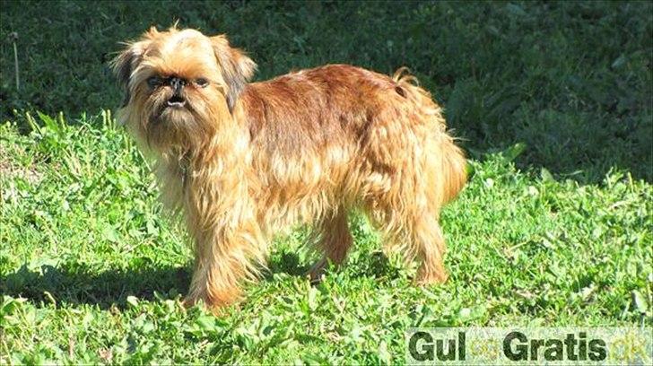 Griffon petit brabancon Paulus - Paulus' mor.. billede 3