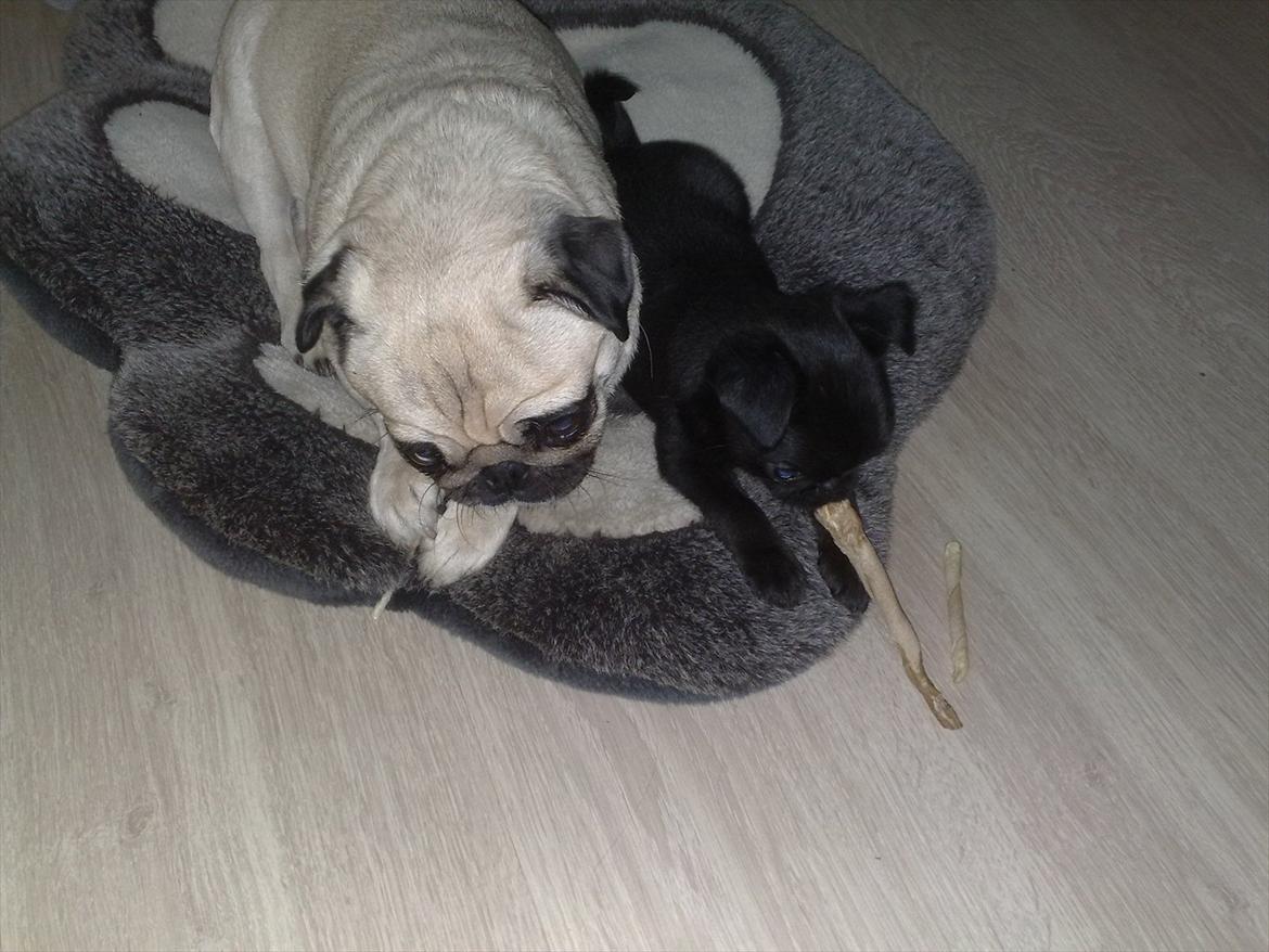 Griffon petit brabancon Paulus - Kefi og Paulus ligger og tygger "cigar" sammen.. billede 5