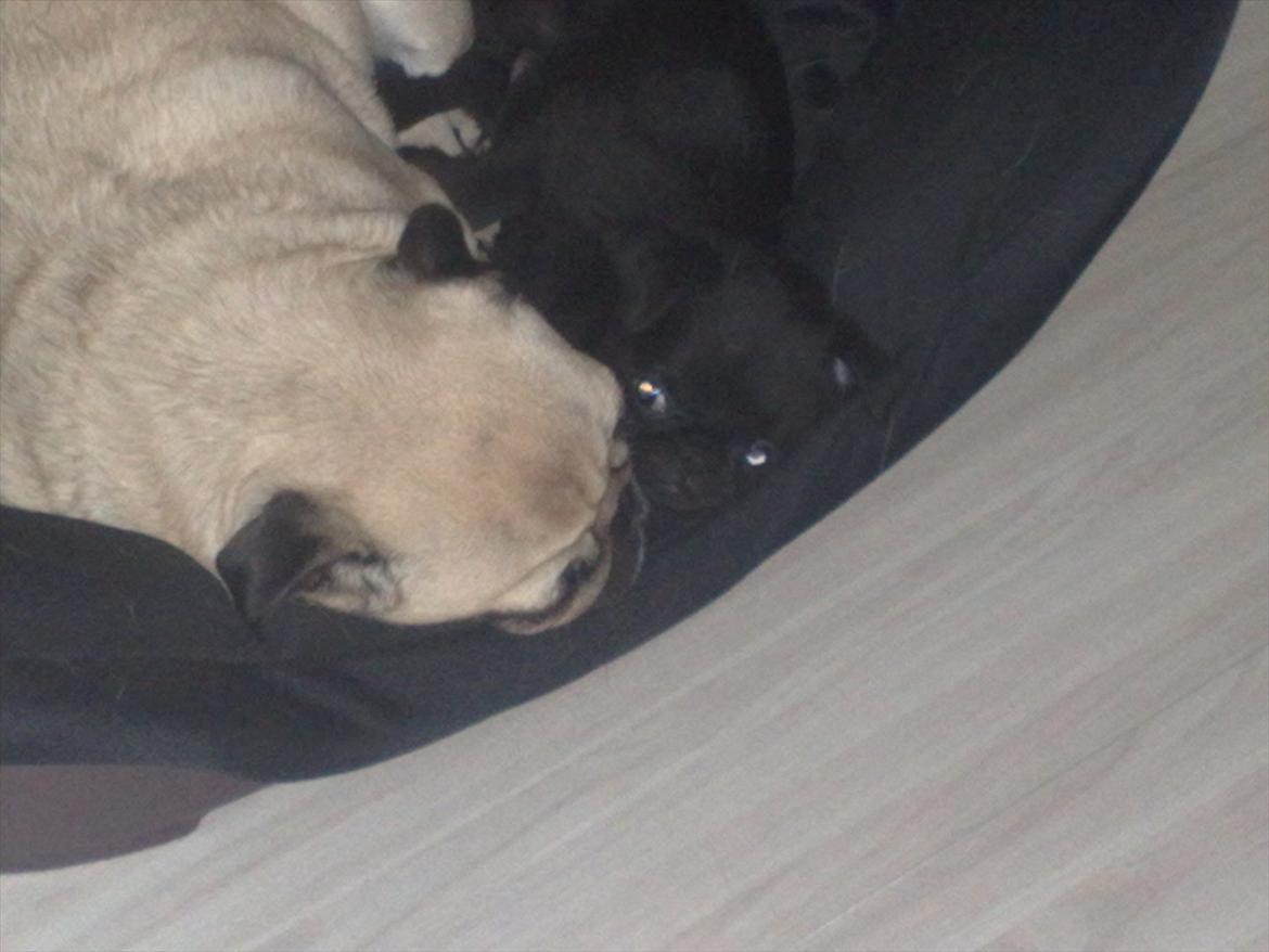 Griffon petit brabancon Paulus - Ren hygge.. billede 6