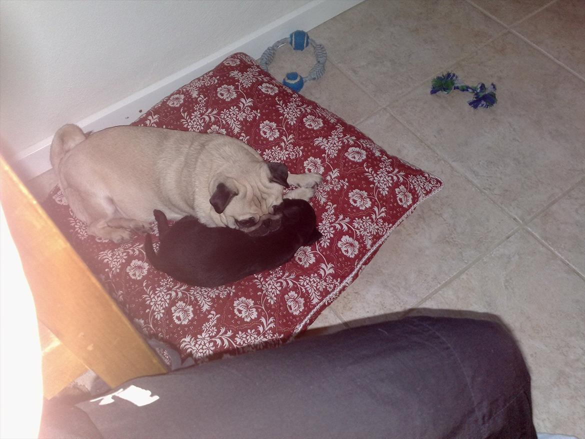 Griffon petit brabancon Paulus - Kefi er blevet meget glad for Paulus.. billede 7