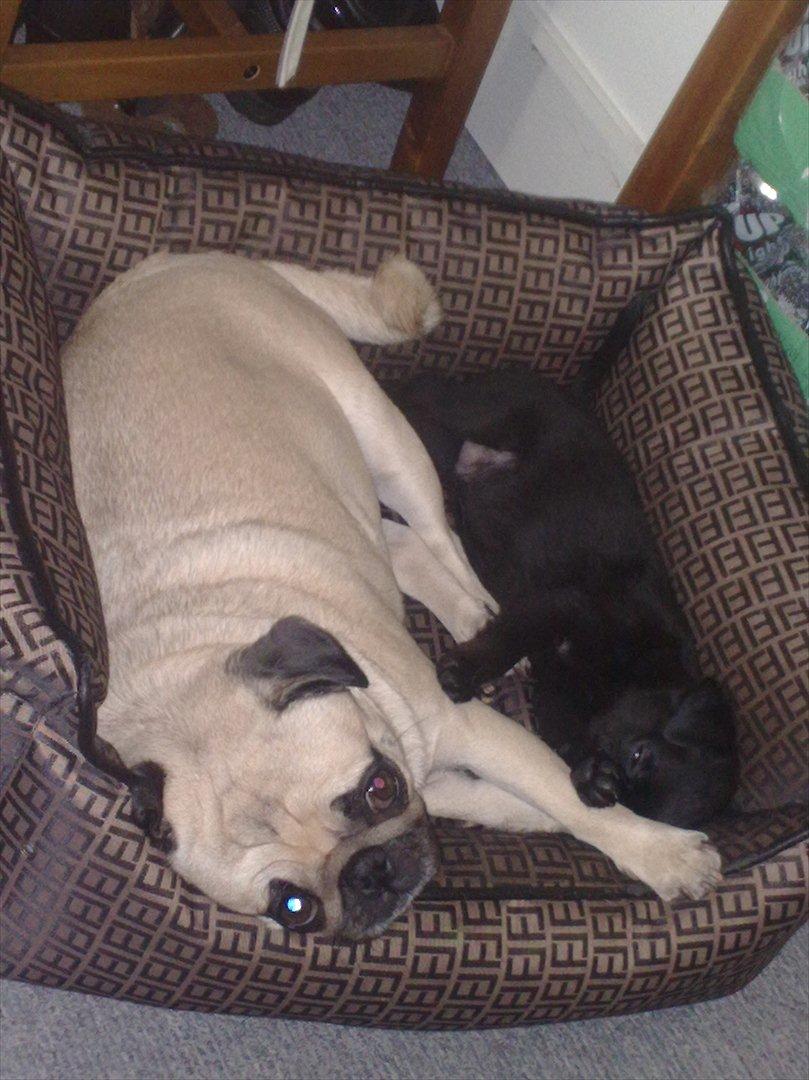 Griffon petit brabancon Paulus - Aahh.. Så hyggeligt.. billede 8