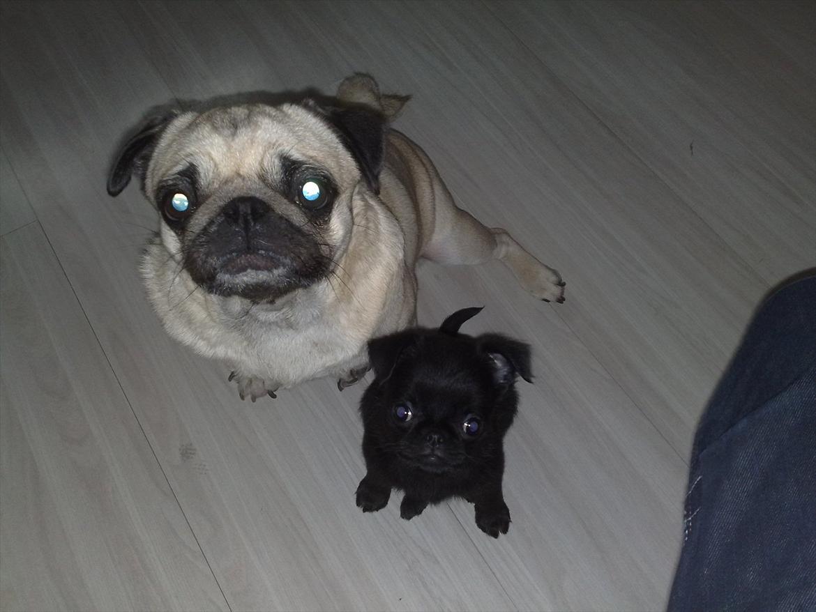 Griffon petit brabancon Paulus - Så sødt når de sidder ved siden af hinanden.. billede 9