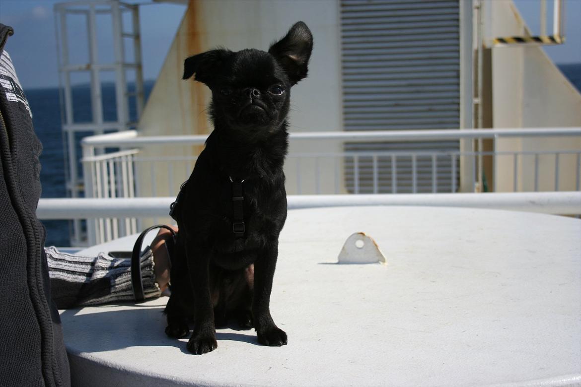 Griffon petit brabancon Paulus - Paulus på vej til Samsø.. billede 10