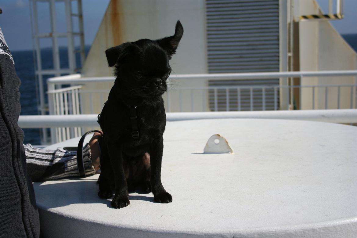 Griffon petit brabancon Paulus - Paulus med vind i ørerne på vej på ferie.. billede 11