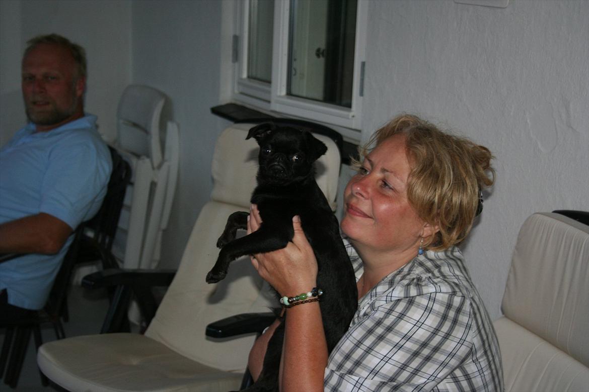 Griffon petit brabancon Paulus - Paulus sammen med mormor.. billede 12