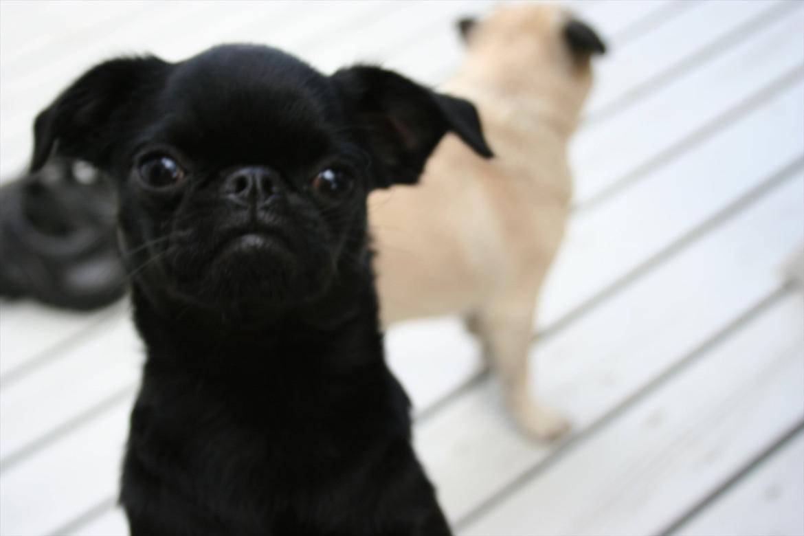 Griffon petit brabancon Paulus - Smukke hund.. billede 1