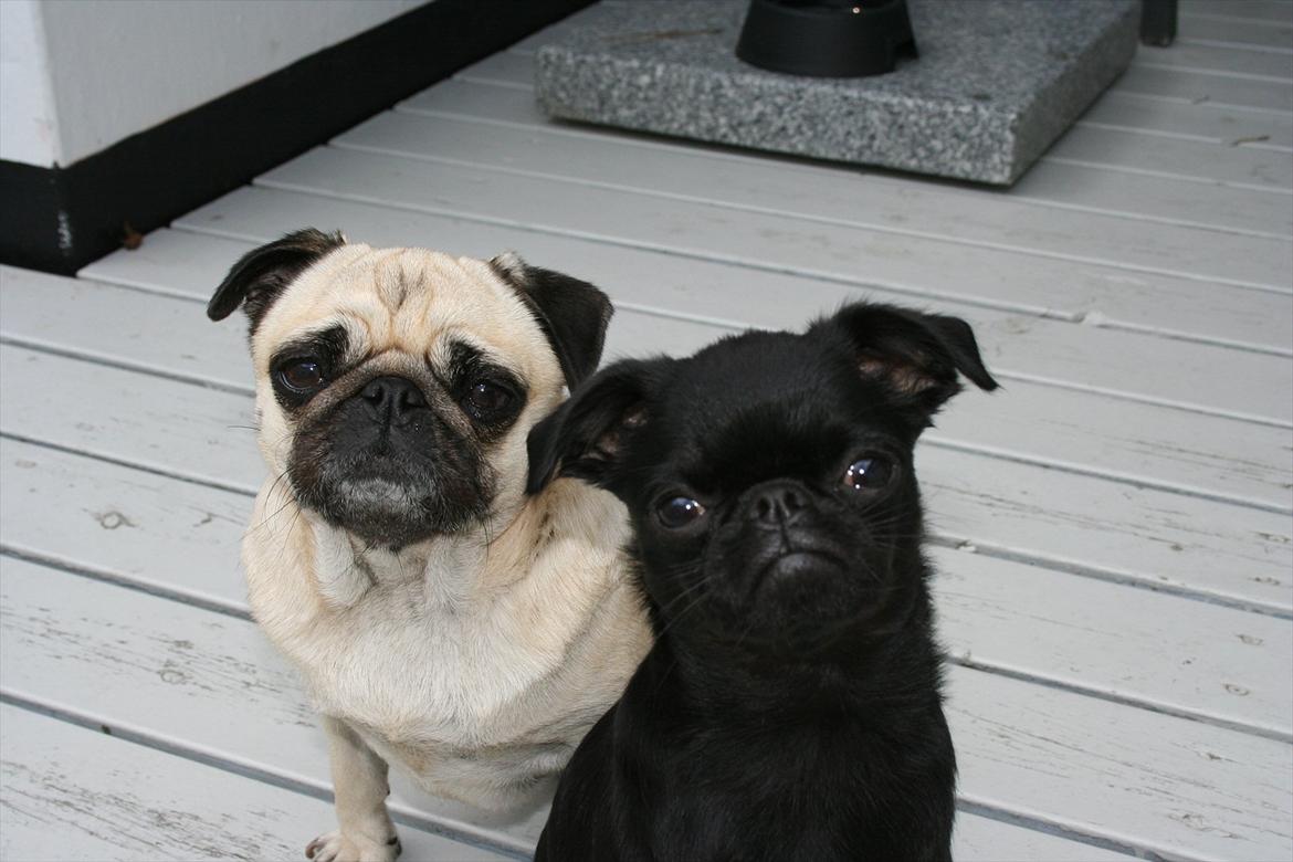 Griffon petit brabancon Paulus - De er så fotogene.. billede 13