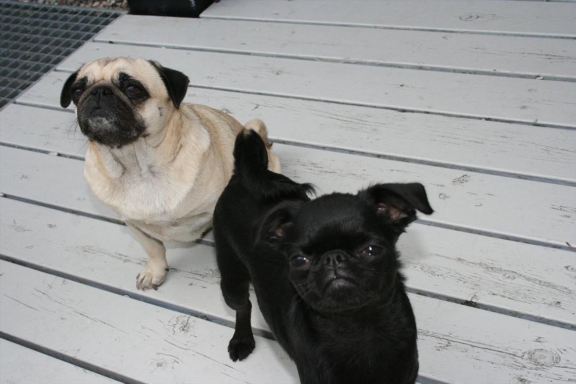 Griffon petit brabancon Paulus - Smukt.. billede 14